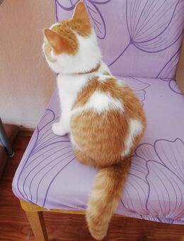 Katze Kitten Babys Mädchen Jungen Kätzchen Katerchen - Goslar