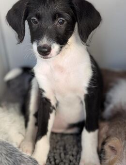 Mutige Nala sucht das Abenteuer mit dir - Grevenbroich