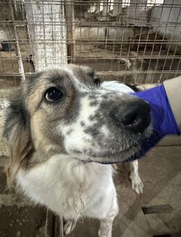 Besonderer George ❤️🐾 stellt sich vor - Eichendorf