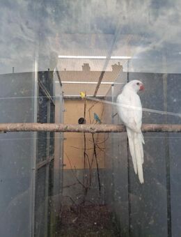 Halsbandsittichhenne abzugeben - Annaberg-Buchholz Zentrum