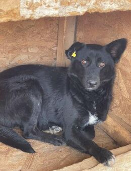 SONJA sucht liebevolles Zuhause - Neuberg