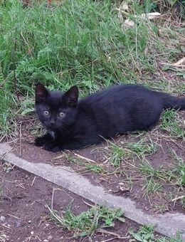 Kleiner schwarzer Kater sucht liebevolles Zuhause - Niederzimmern
