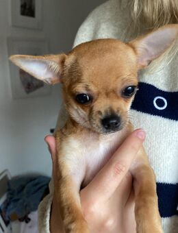 Reinrassige Mini Chihuahua - Augsburg
