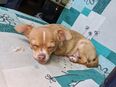 Mini Chihuahua in 51379