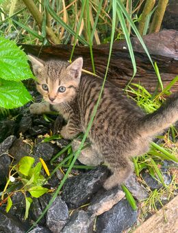 Kätzchen,Katze, Kitten - Verl
