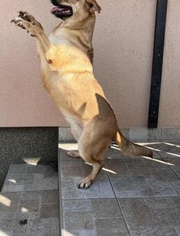 Letty sucht ihr Körbchen - Nordwalde