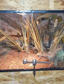 Volgelspinnen Monocentropus Balfouri 7 er Gruppe mit großen Terrarium in 04209