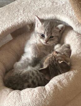 Bkh Katze kitten - Rheine Zentrum