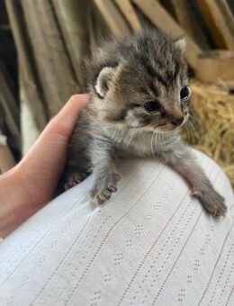 Katzenbaby abzugeben - Hohenmölsen