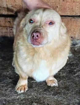 Lucy sucht ein nettes Zuhause - Blankenheim (Nordrhein-Westfalen)