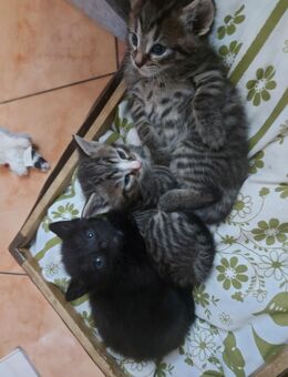Kitten BKH Mix - Schwallungen