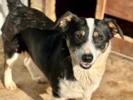 Kimani - neugierige Hundedame - Löwenberger Land