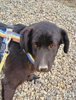 💜 Zarte Briar sucht Geborgenheit 💜 - Eislingen (Fils)