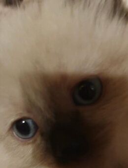 4 wunderschöne, reinrassige Ragdoll Kitten mit 12 Wochen in liebevolle Hände anzugeben - Zahna-Elster