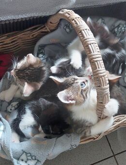 🐾 Süße Kätzchen suchen ein liebevolles Zuhause 🏡 - Krefeld