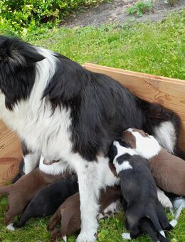 Verkaufe Bordercollie, Australien Welpen - Haldensleben