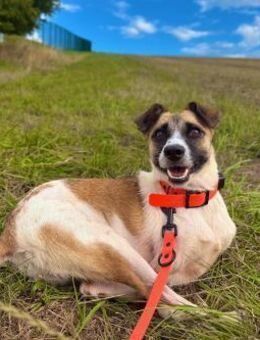 Kisakye- lebensfrohe Traumhündin - Kallmünz