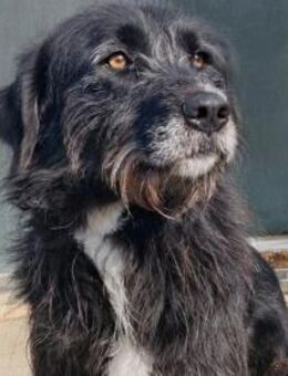 Delilah - Unsere Große mit Riesenherz - Gerlingen