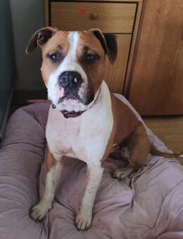 Staff-Rüde ♥RED♥ sucht seine Menschen - Hamburg