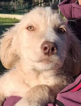 Rudolph 🎄 sucht seine Menschen 😍 - Winsen (Aller)