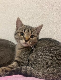 BKH Kater - Moosburg (Isar)