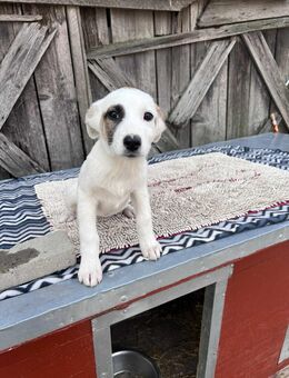 Wunderschöne Maya sucht ein Zuhause - Leipzig