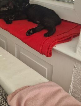 Eine kleine süße Dame 13 Wochen alt - Aldingen