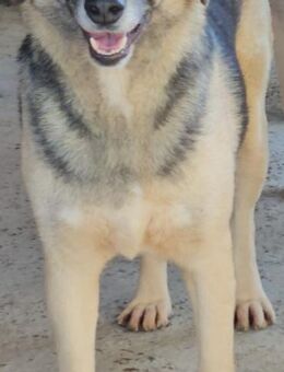 SVEA - offen und aufgeschlossen - Weilheim (Oberbayern)