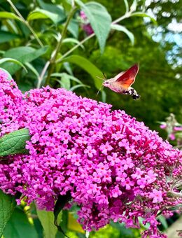 Suche naturverbundene Sie ab 30 - Mössingen