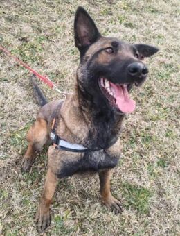 Verschmuste Brita 💗sucht aktive Familie - Hamburg