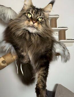 Maine Coon Katze - Barßel