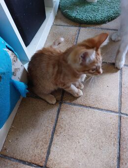 Main coon mix - Petershagen