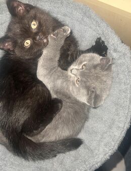 Zwei zuckersüße Kitten suchen ein liebevolles Zuhause - Wismar