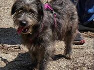 Menschenbezogener DUSTY sucht ♥️ - München