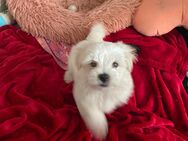 Malteser/Havanese Welpen suchen ein liebevolles zu Hause - Berlin