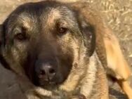 Eika wurde aufgegeben 🐾 - Elsdorf (Nordrhein-Westfalen)