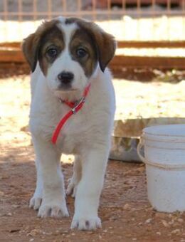 Sugar - auf der Suche nach Liebe - Mettmann