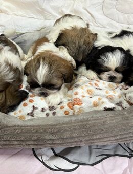 Shih-Tzu Welpen - Rastow