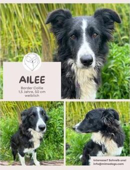 Ailee: Border-Collie-Hündin sucht Zuhaus - Brühl (Nordrhein-Westfalen)