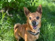 Gizmo, ein kleiner Hund mit großem Herz - Bedburg