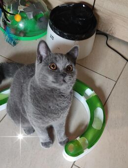 Bkh Kitten in Blau Farbe . ABGABEBEREIT 1Junge - Hebertsfelden