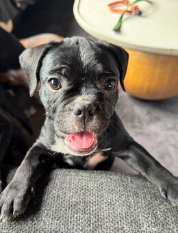 Bulldoggen Mischlings Welpen - Altenkunstadt