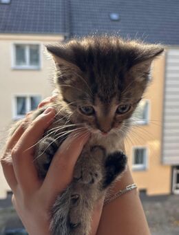 BKH Kitten - Essen