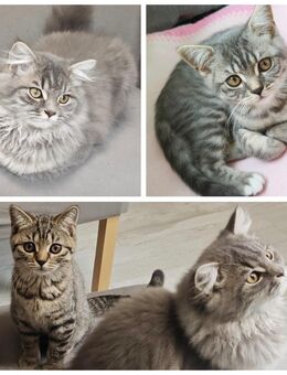 BKH/Blh Kitten Abgabebereit - Wuppertal