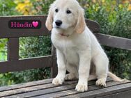 Selteles Britische & Amerikanische Golden Retriever suchen neues zu Hause - Parsberg