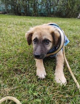 Kleine Serina möchte die Welt entdecken! - Beltheim