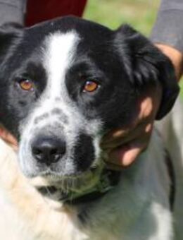 Bobi - gutgelaunt u. verspielt - Lohra