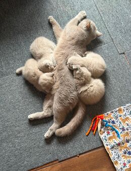 BKH kitten - Mönchengladbach