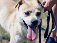 AARON wäre ein sehr toller Familienhund♥ - München