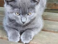 BKH Britisch Kurzhaar Katze Kitten - Warstein